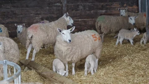 Sheep with young lambs inside a barn Stock Footage 234583323