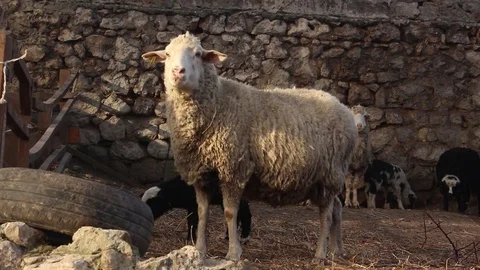 Sheep at the Zoo 스톡 동영상 75038617