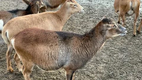 Sheep in the zoo Stock Footage 171928284