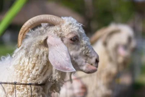 Sheep in the zoo Stock Photos