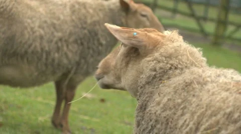 Sheep01 Stock Footage 1130076