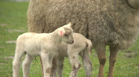 Sheep02 Stock Footage 1129809