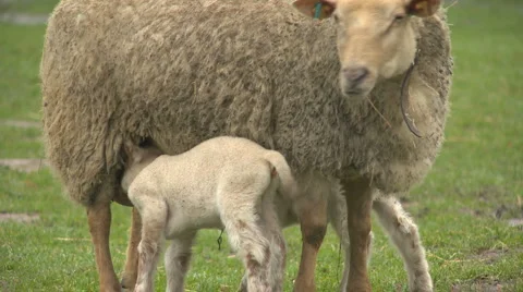 Sheep06 Stock Footage 1130380