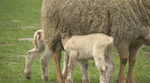 Sheep06 Stock Footage 1130919