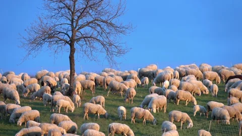 Sheep2 Stock Footage 193988744