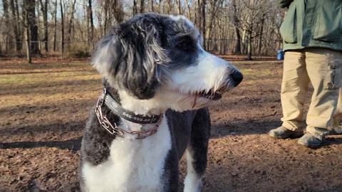 Sheepadoodle Dog at Dog Park Stock Footage 200970149