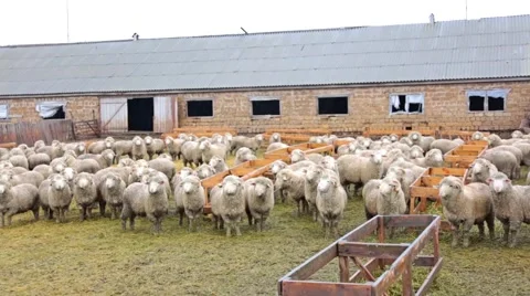 Sheep,corral, farm, Stock Footage 51444361