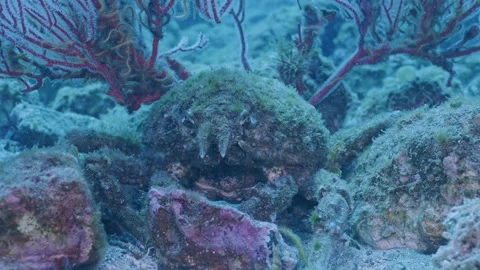 Sheepcrab rising up from squat position Stock Footage 344985257