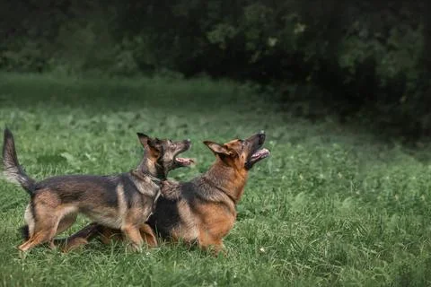 A sheepdog and a mutt study commands for patience. Dog training Stock Photos