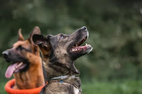 A sheepdog and a mutt study commands for patience. Dog training in a team Stock Photos