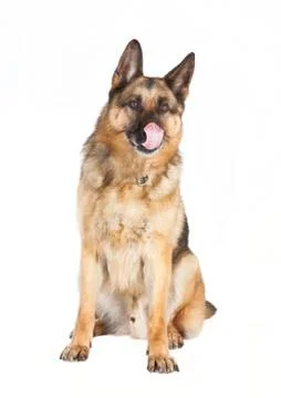 Sheepdog background white Stock-Fotos