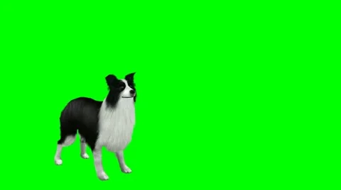 Sheepdog barking green screen Stock Footage 12644537