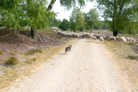 Sheepdog behind the flock Stock Photos