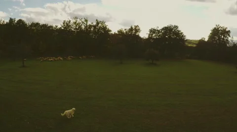 A sheepdog chasing video drone overlooking his flock. Aerial. Stock Footage 64739978