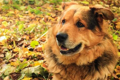 Sheepdog close-up in the forest Stock Photos