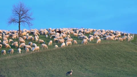 SheepDog Stock-Footage 193989346