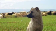 Sheepdog Guarding The Herd Of Sheep In The Field Stock Footage