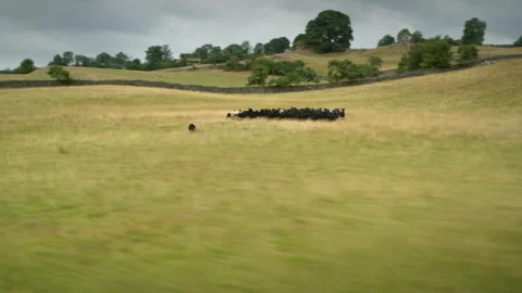 Sheepdog herding a flock of black sheep in the countryside Stock Footage 336807208