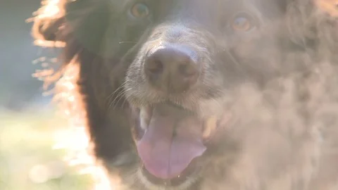 Sheepdog Lick Lips 스톡 동영상 71825107