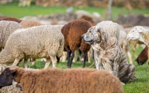 Sheepdog Stock Photos