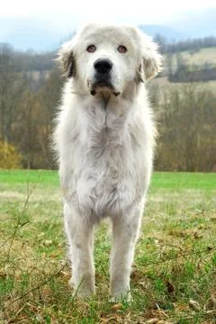 Sheepdog Stock Photos