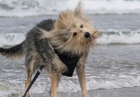 Sheepdog Shaking Stock Photos