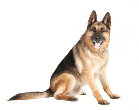 Sheepdog of the side Stock-Fotos