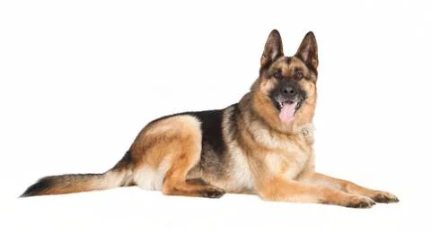 Sheepdog is situated Fotos de archivo