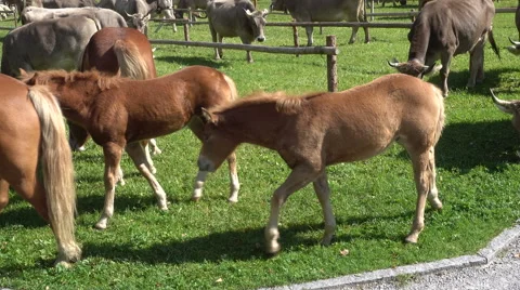 Sheepdog at work with cattles. Stock-Footage 55542074