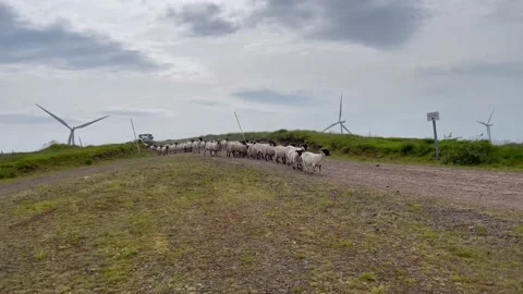 Sheepdogs Herding Sheep down a hill at a Windfarm in Scotland Video stock 201896031