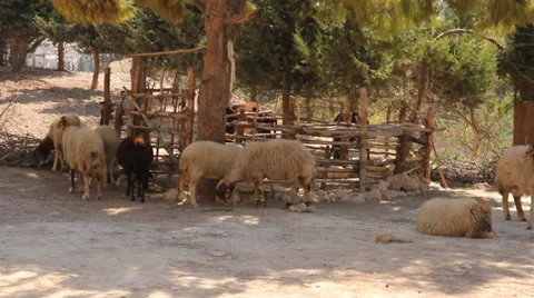 Sheepfold Stock Footage 32121304
