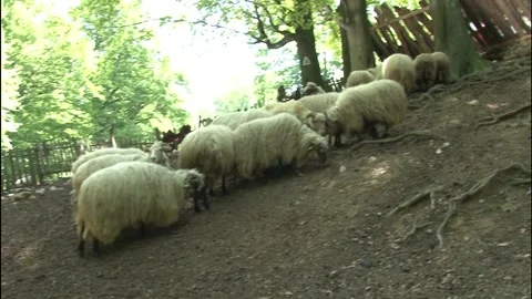 SHEEPFOLD Stock Footage 140915270
