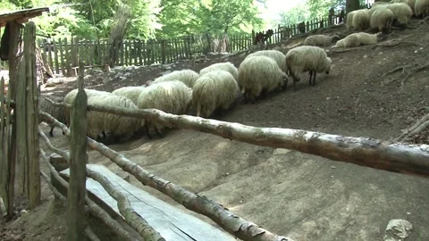 Sheepfold Stock Footage 140915306