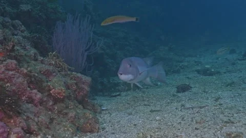 Sheephead fish chewing on sea urchin remanent Stock Footage 344433661