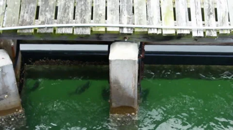 Sheephead fish swimming under a dock Stock Footage 37009516