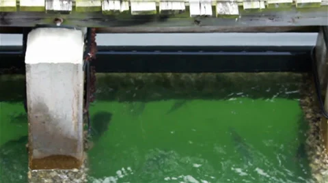 Sheephead fish swimming under a dock 2 Stock Footage 37009543