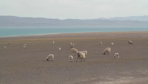 Sheepherd -  sheep Video stock 1040649