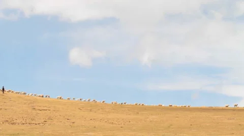 Sheepherder and sheep Video stock 1040673