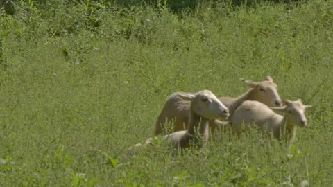 Sheeping Running and Appearing Over a Rise Video stock 282914884