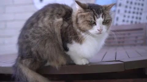 Sheepish Cat on Outdoor Table Stock Footage 197268811