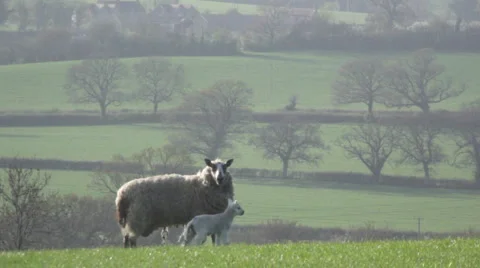 Sheep/Lamb in a Country Field Stock-Footage 5704834