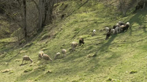 Sheeps 01 Stock Footage 11210238