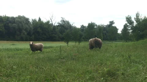 Sheeps 4k Stock Footage 156603869