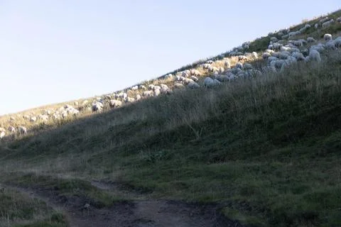 Sheeps in Abruzzo Stock Photos