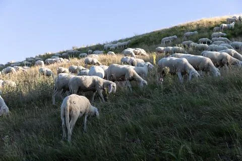 Sheeps in Abruzzo Stock Photos