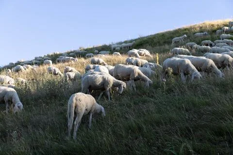 Sheeps in Abruzzo Stock Photos