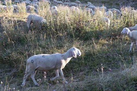 Sheeps in Abruzzo Stock Photos