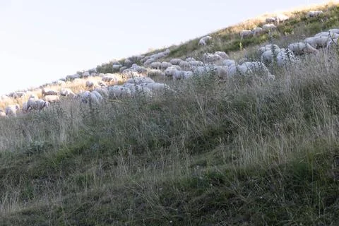 Sheeps in Abruzzo Stock Photos