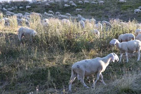 Sheeps in Abruzzo Foto stock