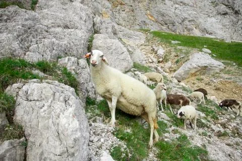 Sheeps in the Alpine mountains 写真素材